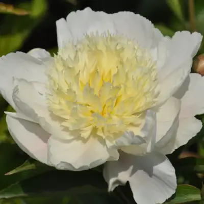 Пион ЗОЛОТАЯ ШПИЛЬКА травянистый в Речице