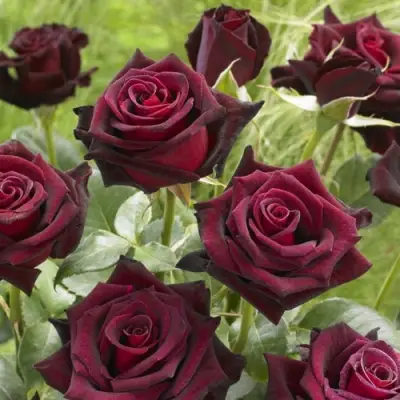 Роза БЛЭК БАККАРА чайно-гибридная в Речице