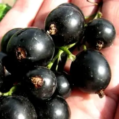 Смородина чёрная ЧЕРЕШНЁВАЯ в Речице