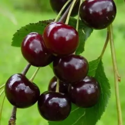 Вишня ЛАСУХА в Речице