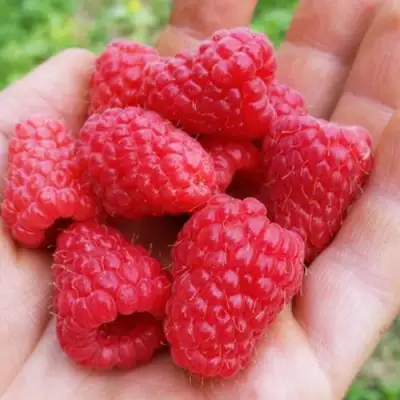 Малина ТУЛАМИН в Речице