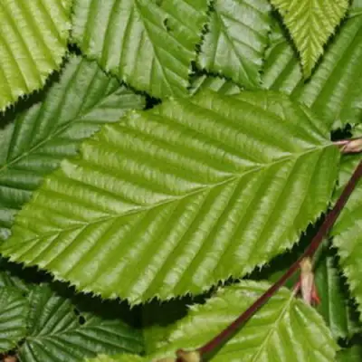 Граб японский в Речице