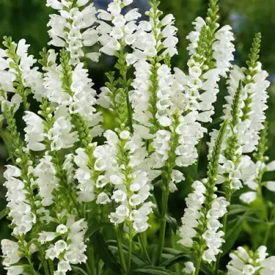 Физостегия АЛЬБА виргинская в Речице