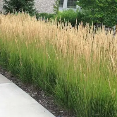 Вейник КАРЛ ФОРСТЕР остроцветковый в Речице