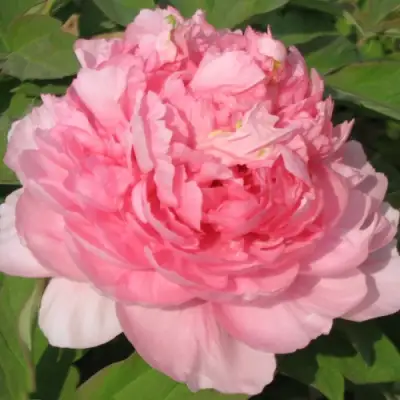 Пион ИМПЕРАТОРСКАЯ НАЛОЖНИЦА древовидный в Речице