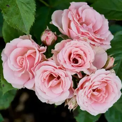 Роза КЛАССИК ЛИДИЯ спрей в Речице