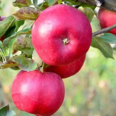 Яблоня АЙДАРЕД в Речице