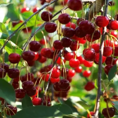 Вишня БРУСНИЦЫНА степная в Речице