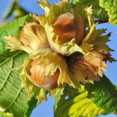 Фундук ТОНДА РОМАНА в Речице