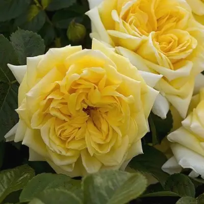 Роза НАДЯ МЕЙДИЛАНД почвопокровная в Речице