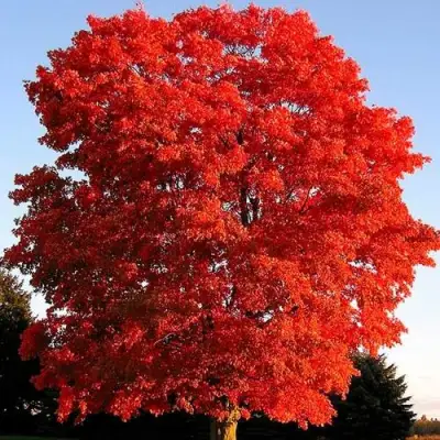 Дуб красный в Речице