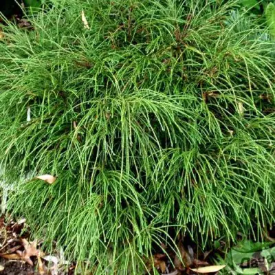 Туя ВИПКОРД складчатая в Речице