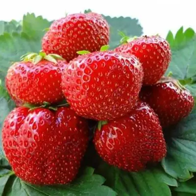 Клубника ВИМА ЗАНТА в Речице