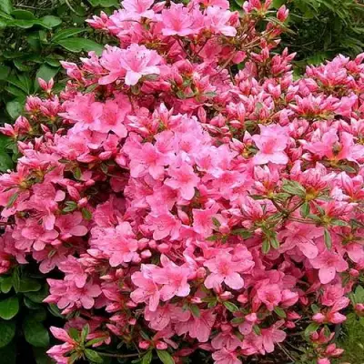 Азалия РОКОКО японская в Речице