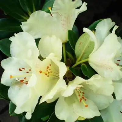 Рододендрон ГОЛДКРОН в Речице