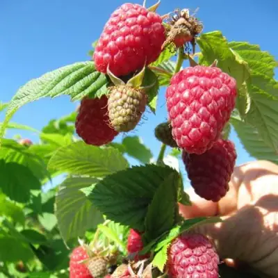 Малина ЕВРАЗИЯ в Речице