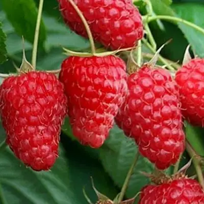 Малина КАСКАД ДЕЛАЙТ в Речице