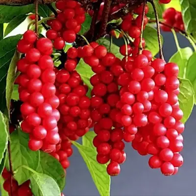 Лимонник САДОВЫЙ 1 китайский  в Речице