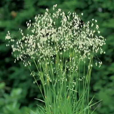 Трясунка средняя в Речице