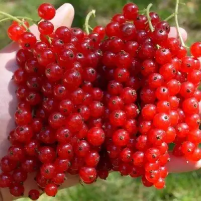 Смородина красная РЕД ПУЛ в Речице