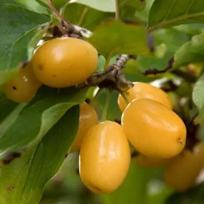 Кизил ЯНТАРНЫЙ в Речице