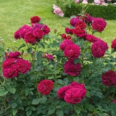 Роза МАНСТЕД ВУД английская в Речице