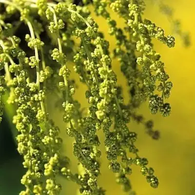 Дуб скальный в Речице