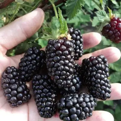 Ежевика ЛОХ НЕСС бесшипная  в Речице