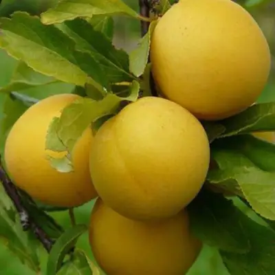 Слива СОЛНЫШКО в Речице