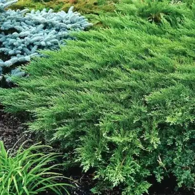 Можжевельник РОКЕРИ ДЖЕМ казацкий  в Речице