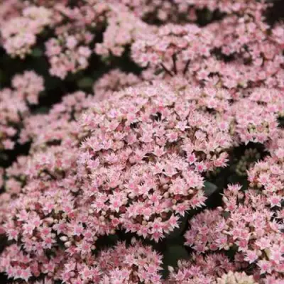 Очиток (седум) МАТРОНА в Речице