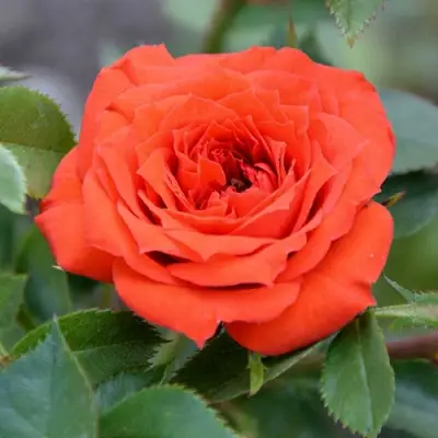 Роза ОРАНЖ ДЖЕВЕЛ миниатюрная в Речице