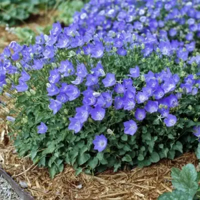 Колокольчик САНТА карпатский в Речице