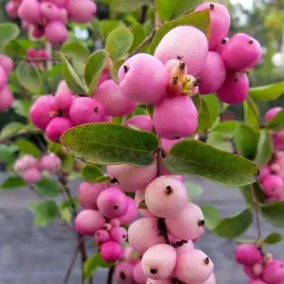 Снежноягодник ФИЕСТА БЕРРИ доренбоза в Речице