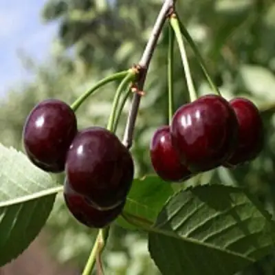 Вишня ВЛАДИМИРСКАЯ в Речице