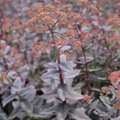 Очиток (седум) РЭЙН КСЕНОКС видный в Речице