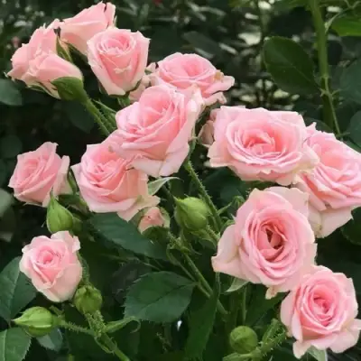 Роза КЛАССИК ЛИДИЯ спрей в Речице