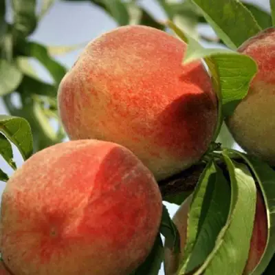 Персик ВУЛКАН в Речице