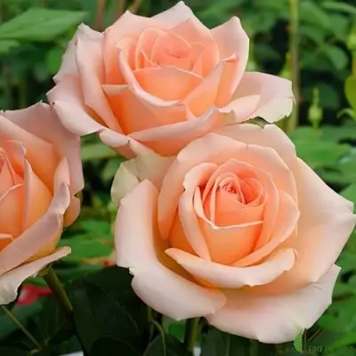 Роза ВЕРСИЛИЯ чайно-гибридная в Речице