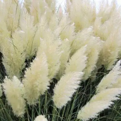 Кортадерия белая (пампасная трава) в Речице