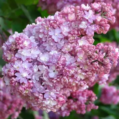 Сирень ПАМЯТЬ О ВЕХОВЕ в Речице