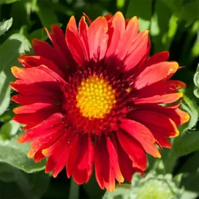 Гайлардия АРИЗОНА РЕД ШЕЙДС в Речице