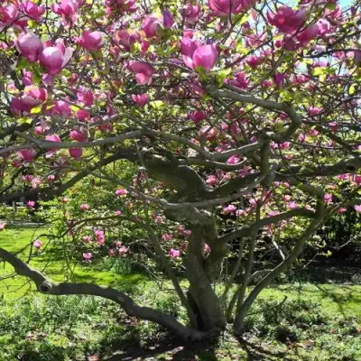 Магнолия СУЛАНЖА в Речице