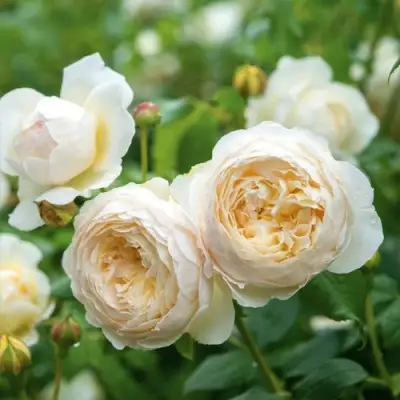 Роза КЛЭР ОСТИН английская в Речице