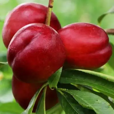 Нектарин КРЫМЧАНИН в Речице