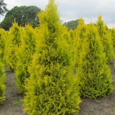 Туя САНКИСТ западная в Речице