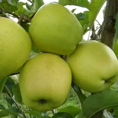 Яблоня КОШТЕЛЯ в Речице