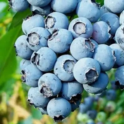 Голубика БРИГИТТА БЛЮ в Речице