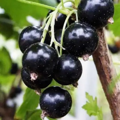 Смородина чёрная ДЕЛИКАТЕСНАЯ в Речице