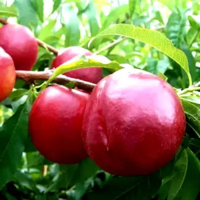 Нектарин ХАРКО в Речице